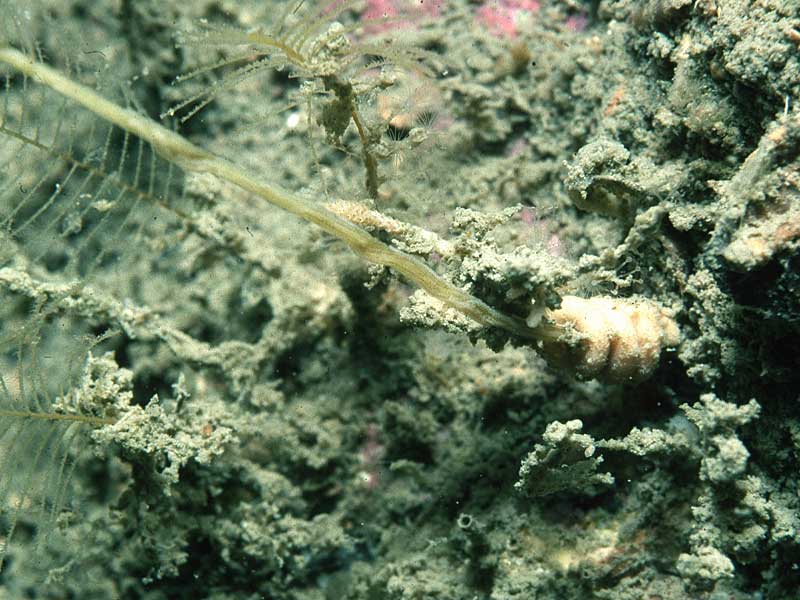 Представитель Семейства Rhopalomeniidae